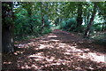 Path through the woods in MK41 9HZ