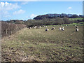 Grazing sheep near Panters Bridge, Fovant in SP3 5LU