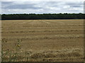 Crop field towards New Park Wood in LN10 5EB