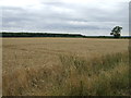 Crop field near Horsington in Horsington