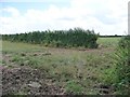 Gap in the field boundary, east of Northfield Road in Ashby with Scremby