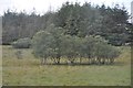 North Devon : Grassy Field & Trees in EX16 8ER