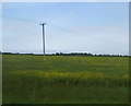 Oilseed rape crop, Croft Marsh in Croft