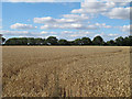 Wheat field, Little Cambridge in CM6 3QU