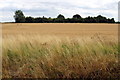 Copse over the field in Elstow