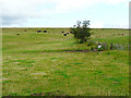 Cattle grazing on a hill in Waterhead