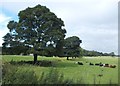 Cattle resting south of Long Rake in DE45 1LX