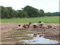 Black-faced sheep at West Muir in DD9 6RG