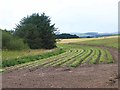 Harvested field of cabbages at Balrownie in DD9 7RF