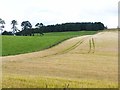 Fields and woods on the slopes of Gallow Hill in DD8 4NA