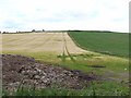 Muck heap and barley field at Newton of Inshewan Farm in DD8 3TZ