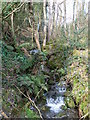 Tumbling stream in Clwyd