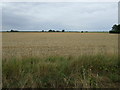 Crop field near Manor Farm in Thornton Le Fen