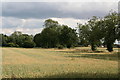 Ripening wheat by Fen Bank in PE22 8PG