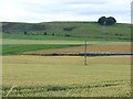 Field of wheat at Derachie Farm in DD8 3SR