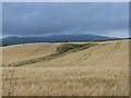 Field of barley at Baldoukie Farm in DD8 3SG