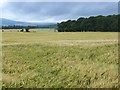 Field of barley near Knowehead. in DD8 3SN