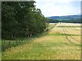 Field of barley near Knowehead in DD8 3SJ