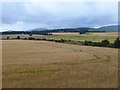Barley field near Welford in DD8 3QU