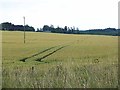 Wheat field near Welford in DD8 3QU