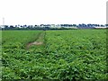 Field of potatoes at Montboy in DD9 6RX