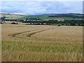 Field of barley near Findowrie in DD9 6RY