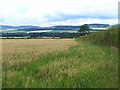 Field of oats near Parkside Farm in DD9 7RD