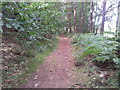 Path through Hundred Acre Plantation in NR10 4JD