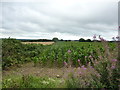 Maize in one field, barley in the other in DE6 1PL