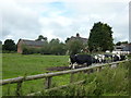 Cattle grazing at Old Hall Farm, Bradley in DE6 1PJ