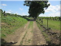 Track through vineyard in RH20 2HD