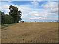 Harvested wheat field near Fann's Farm, Oxen End in CM7 4PU