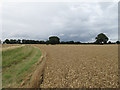 Wheat field near Oxen End in CM7 4PR