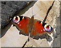 Peacock butterfly on a wall in Dalton Magna in S65 3ST