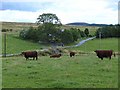 Cattle at Burnside of Drimmie in PH10 7JS