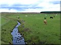 Cattle by the Burn of Drimmie in PH10 7JS