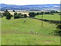 Sheep grazing below the Hill of St Fink in PH10 7HE