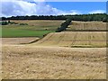 Barley fields on the southern slopes of the Hill of Loyal in PH11 8JQ