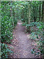Footpath through the woods in MK45 3ND