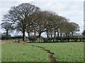 A fine line of trees near Morleymoor farm in DE7 6DG