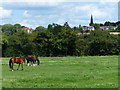 Horses and field north of Higham Lane in CV13 6ES