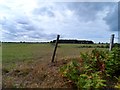 Looking towards High Wood from Gibbet Lane in East Beckham