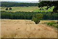 Grain crop on slope descending to valley of Stockley Beck in DL15 9AT