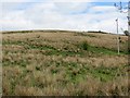 Damp pasture, Barraston in East Dunbartonshire