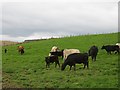 Cattle, Upper Carlestoun in East Dunbartonshire