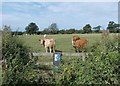 Cattle pasture east of Retford in DN22 0SE
