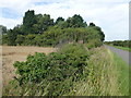 Tree belt near Manor Farm in PE7 3TG