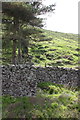 Dry stone wall beside Skipton Moor Lane at wood enclosure in BD23 6DR