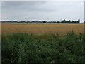 Crop field south of Blue Gowt Drove in PE11 3PX
