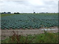 Cabbage field in PE11 3QR